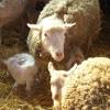 Le Ferme des Lizettes extérieurs et environs (13)